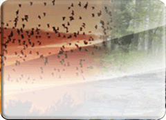 Icon image for Proceedings of the Oklahoma Academy of Science