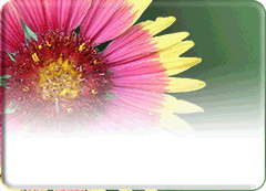 Icon image for Oklahoma Native Plant Record