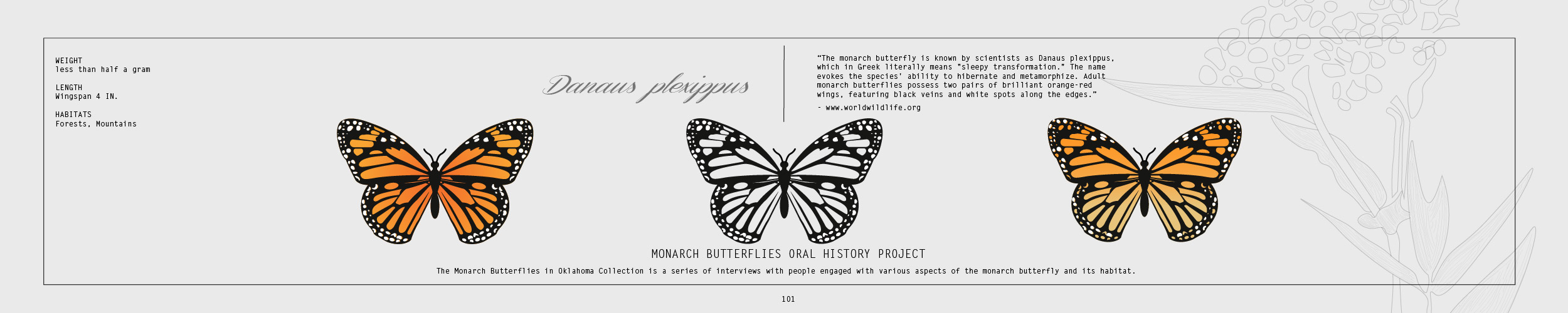 image of Monarch Butterflies Oral History Project